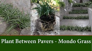 How to Grow Dwarf Mondo Grass Between Pavers or Stepping Stones [upl. by Aidaas]