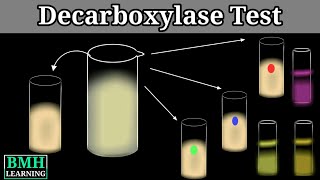 Decarboxylase Test  Amino Acid Decarboxylase Test  Decarboxylase Deaminase Test [upl. by Navillus]