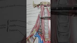 Prevertebral Muscles Part 1 [upl. by Soirtimid]