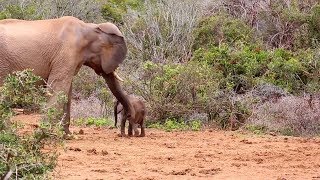 Elephant Hits Baby Calf With Trunk [upl. by Tezile]