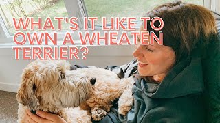 Whats it like to own a Wheaten Terrier [upl. by Cromwell]