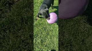 Tinkles Popped her new Ball timmey dogball puppy huntingcompanion tinkles [upl. by Cumine]