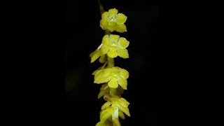 Dendrochilum cobbianum lorchidea collana  cosa fare quano le orchidee crescono troppo [upl. by Kulseth]