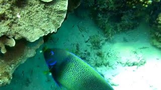 Angelfish Pomacanthus semicirculatus at Heron Island Australia [upl. by Airbmac]