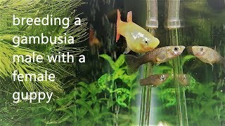 trying to breed mosquitofish with a guppy [upl. by Teri]