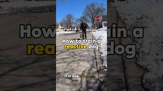 HOW TO Train a reactive dog💥 dog dogtraining reactivedog [upl. by Stesha]