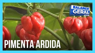 Conheça a pimenta mais ardida do mundo que é cultivada no Brasil [upl. by Kimberlee]