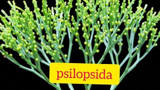 Psilopsida kingdom plantae life cycle of Psilopsida [upl. by Nahk]