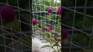 Gomphrena globosa commonly known as globe amaranth is an edible plant balconygarden [upl. by Ydisahc]