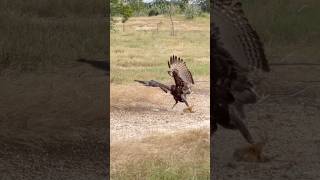 Speed of Eagle hunt birds of prey wildlife hawkeagle hunting birds [upl. by Hackett222]