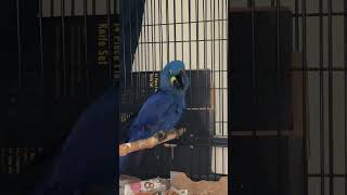 Hyacinth Macaw TALKING and SMILING NON stop [upl. by Seftton541]