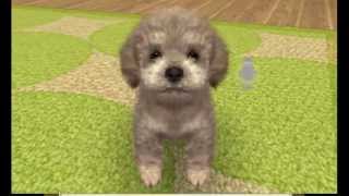 Nintendogs plus Cats Toy Poodle and New Friends Gameplay Nintendo 3DS 60 FPS 1080p Top Screen [upl. by Carree]