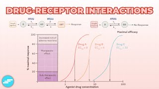 Agonist and antagonist  learn with animations II Drug receptor interactions [upl. by Aicelet]