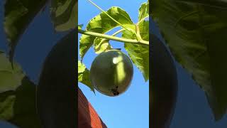 Cherimoya in California [upl. by Poland]