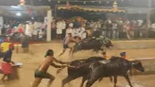 Kambala Start Vamanjoor Mangalore 2024 [upl. by Imelda]