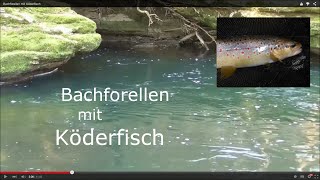 Bachforellen mit Köderfisch [upl. by Whatley]