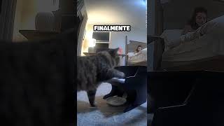 Gato Aprende a Tocar Piano [upl. by Imij]