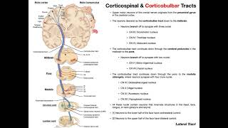 Corticobulbar Tracts EXPLAINED  Cranial Nerve Motor Function [upl. by Bernelle]