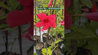 Mandevilla Flower Colours  Allamanda Vine Wholesale and retail plant nursery  online offline sale [upl. by Nniuq]