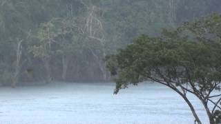 SONS DA NATUREZA PARA RELAXAMENTO CHOVENDO NA FLORESTA AMAZÃ”NICA MEDITAÃ‡ÃƒO UATUMÃƒ CHUVA DE VERÃƒO [upl. by Elleivad473]