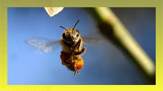 🎶Sonido y Videos ABEJAS ZUMBANDO🐝20 de Mayo DIA de la Abeja panal de abejas zumbido [upl. by Hephzipah]