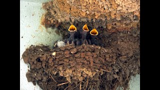 Swallows Nest Feeding Time [upl. by Dihgirb206]