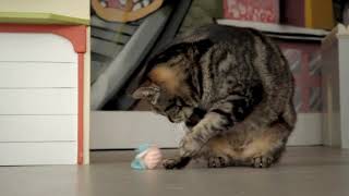 Petlinks® Blinking Bugs™ electronic cat toy [upl. by Heindrick]