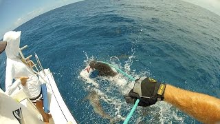 Palmyra Atoll Shark MarkRecapture Study Donor Video [upl. by Hannon956]