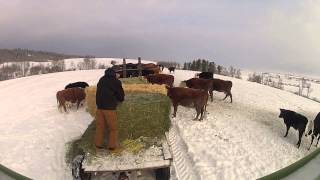 Feeding Beef Cattle GoPro [upl. by Eimaj]