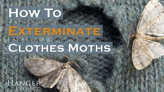 How To Exterminate Clothes Moths 🦋  Kirby Allison [upl. by Werner]