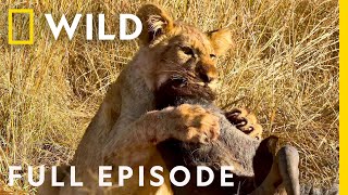 Wildlife Wars Natures Most Epic Brawls Full Episode  Animal Fight Night [upl. by Nwahsat]