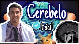 CEREBELO ¡LO QUE NECESITAS Neurociencias y bases de síndromes cerebelosos [upl. by Silin]