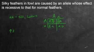 Mendelian Genetics Example Problem 4 Monohybrid Cross [upl. by Ellemaj22]