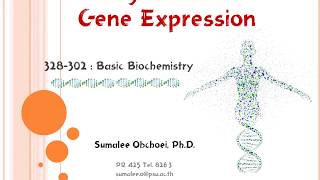 Trans Gene Part3 Gene regulation [upl. by Suiravad]