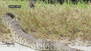 Large rattlesnake startles Florida birdwatchers [upl. by Mandelbaum]