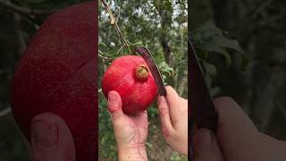 Ripe pomegranate cutting skills  The pomegranates are very fresh fruitcutting [upl. by Nidraj]