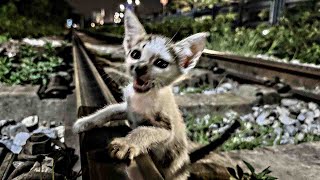 Poor kitten abandoned on train tracks desperately calling for help when seeing people passing by [upl. by Ennire]