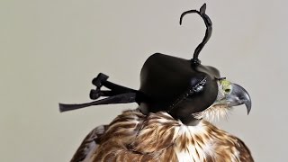 How to Make the Gerrish 345 Falconry Hood [upl. by O'Hara]