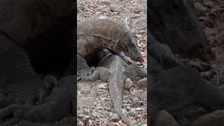 😱Komodo mating season [upl. by Aristotle483]