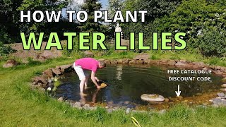 How to plant WATER LILIES in the WILDLIFE POND wildlife garden [upl. by Bergwall]