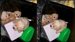 Please save methey were cruelly thrown into the trash cantrembling and crying for help [upl. by Herrick18]