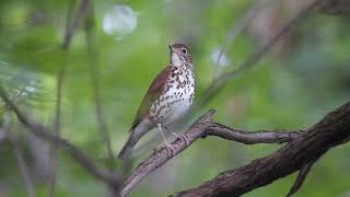 Wood Thrush [upl. by Llatsyrc]