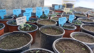 Tomato seeds started germination [upl. by Seton]