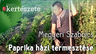 Paprika házi termesztése  Vízmegtartó bakhát építése  Capsicum annum [upl. by Timmi865]