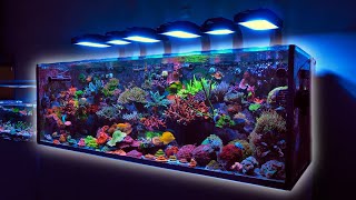 225 Gallon SPS Coral Dominated Reef Tank [upl. by Benildas127]