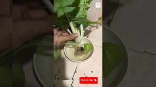 Hydroponically grown veggies last longer hydroponics satisfying gardening farmingtips shorts [upl. by Negrom515]