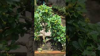 carmona bonsai tree [upl. by Inanuah334]