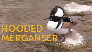 Hooded Merganser Freshwater Fan [upl. by Cointon]