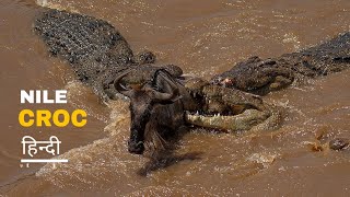 Nile Crocodile Serengeti  Mara River   wild life  हिन्दी Documentary [upl. by Ferretti]