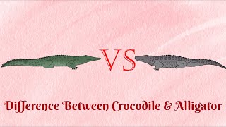 Crocodile Vs Alligator Which one is more aggressive to human [upl. by Conners]